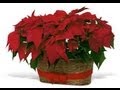 Poinsettia Art | Cullen’s Abc’sPoinsettia Art | Cullen’s Abc’s