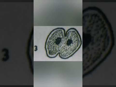 Binary Fission in Amoeba