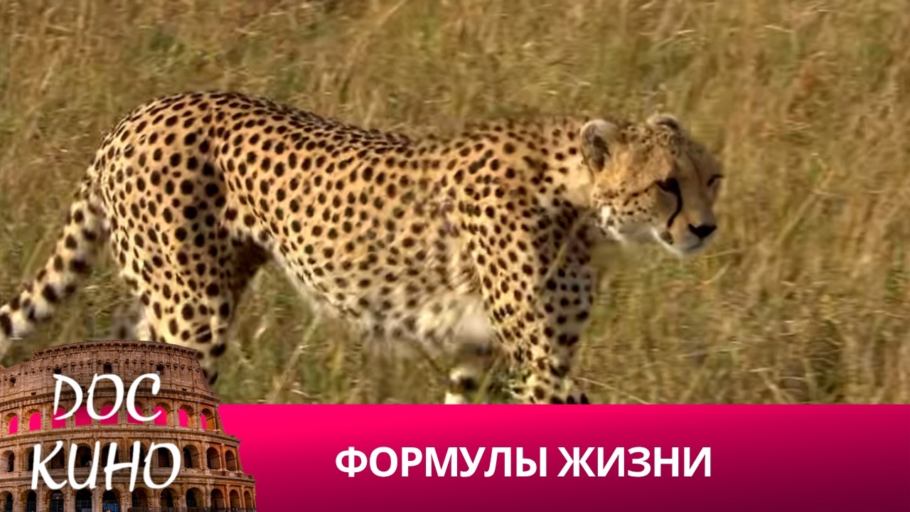 🎭 ФОРМУЛЫ ЖИЗНИ🌎 ДОКУМЕНТАЛЬНОЕ КИНО 🎆 2013