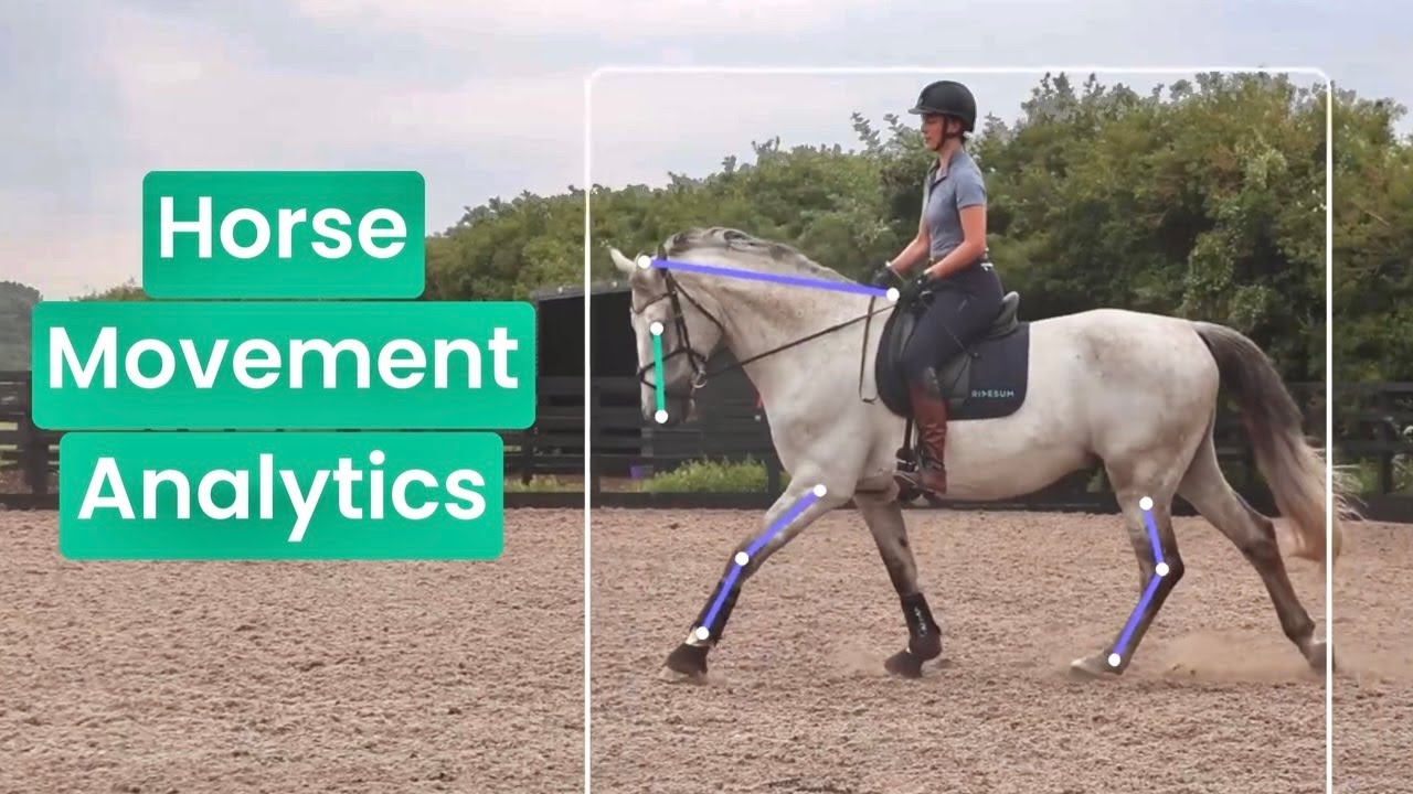 Horse Movement Analytics by Ridesum