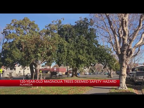 120-year-old Magnolia trees deemed safety hazard