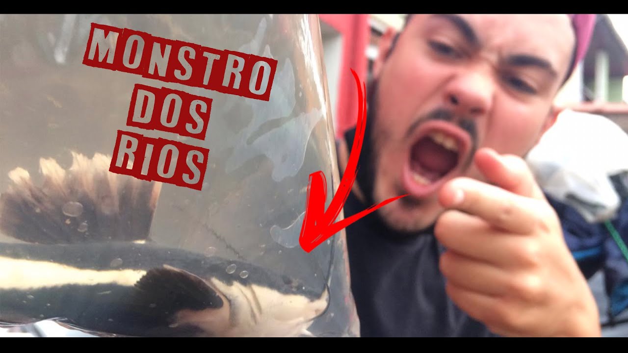 COLOQUEI UM BAGRE QUE ENGOLE TUDO NO ÁQUARIO!!! ( Feat.PET FELIZ)