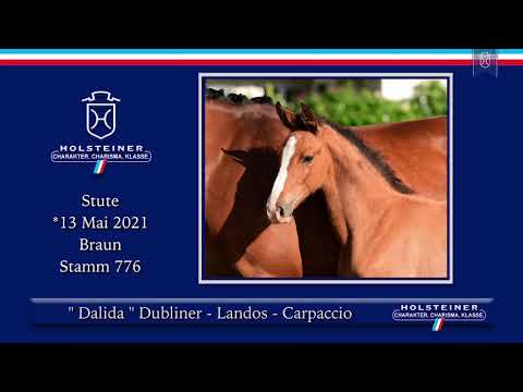 Holsteiner Elite-Fohlenauktion 2021 | Nr. 46 Dalia