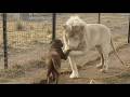 1 Hour Of Viral Animal Videos FUNNY Pet Shorts