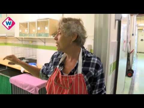 Hongerdood dreigt voor mascotte vogelopvang De Wulp