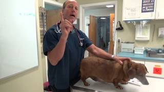 Obesity and Body Scoring Dogs . Tips for Weight Loss
