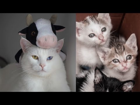 best funny animals 2023😂 funniest cats and dogs 🐶