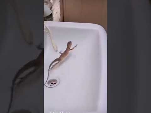 One Two Three Start Funniest Video Lizard Funny Video Lizard 1 2 3 Start