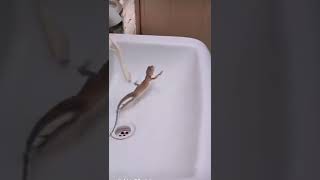 One Two Three Start Funniest Video Lizard Funny Video Lizard 1 2 3 Start
