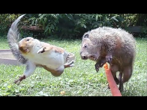 Squirrel dropkicks groundhog