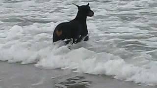 Charlie Swim Avon NC #2