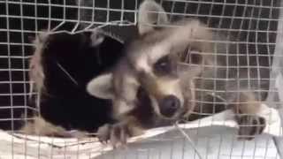 preview picture of video 'INTENSE! Raccoon Trapping in New Jersey!'