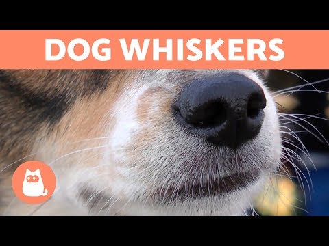 Why Do DOGS Have WHISKERS?