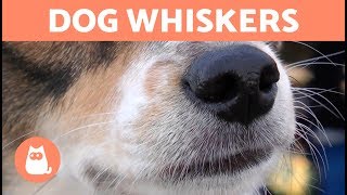 Why Do DOGS Have WHISKERS