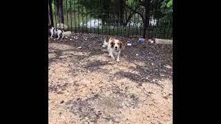 Video preview image #1 Dachshund Puppy For Sale in San Antonio, TX, USA
