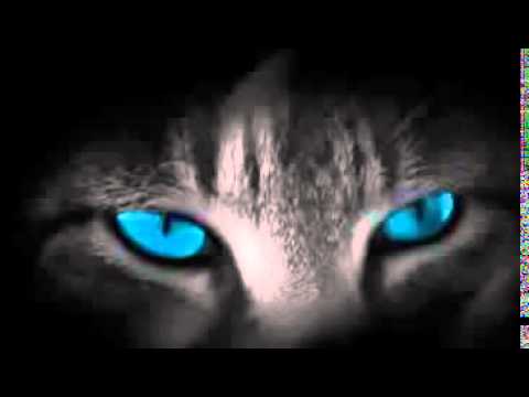 Gatos: Reikianos naturais, por Cristina Cairo (compilado por Johnny De' Carli)