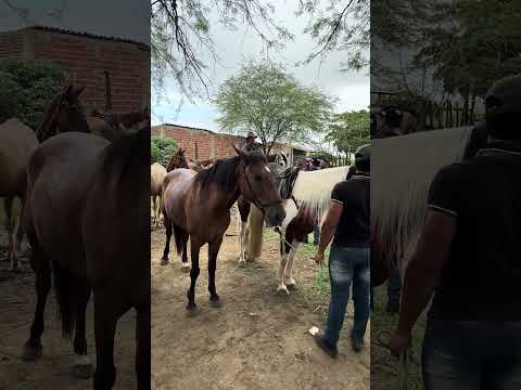 Feira de cavalos em Altinho-PE, tem cavalo bom e barato