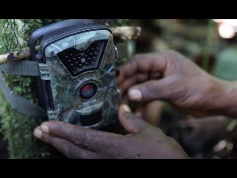 Okapi Wildlife Reserve - Camera traps reveal valuable data about wildlife