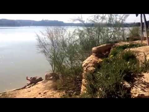 River Ebro big catfish fail/prank