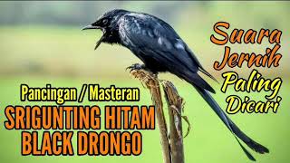 Download lagu Masteran Pancingan Burung SRIGUNTING HITAM BLACK DRONGO mp3 Download lagu Masteran Pancingan Burung SRIGUNTING HITAM BLACK DRONGO mp3