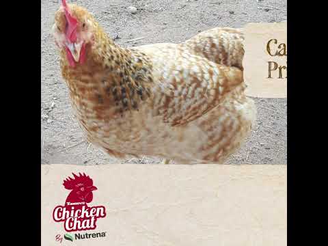 , title : 'Chicken Chat - Calico Princess'