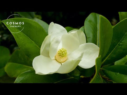 Magnolia Flowers | A Short Documentary on Nature’s Beauty