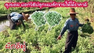 วิธีปลูกผักแมงลักขาย แมงลักเป็นผักที่ปลูกง่ายและตลาดยังมีความต้องการอยู่ตลอดเวลา