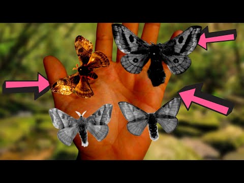 TOXIC MOTHS: Hylesia moths - Saturniidae (Biology Lesson) - SE Brazil