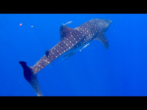 Squali balena a Nosy Be by ricardin