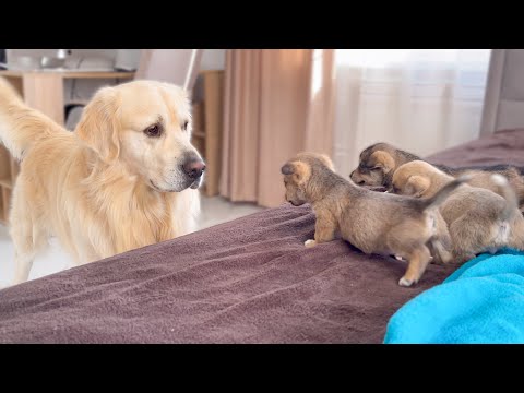 This Dog Saw Puppies For The First Time in His Life!