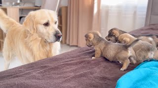 Golden Retriever Meets Puppies for the First Time