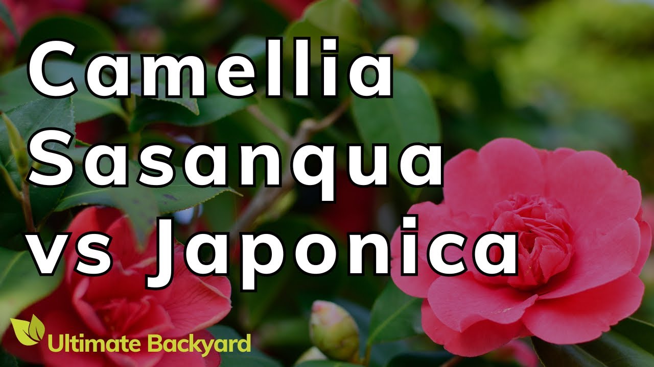Camellia Sasanqua vs Japonica: A Guide to the Common Camellia varieties