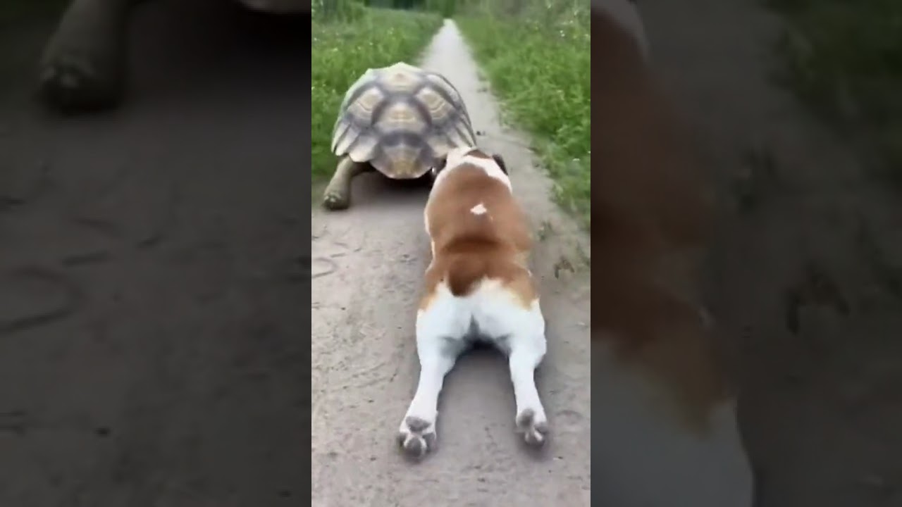 Dog Challenges Turtle to a Hilarious Race 🐕🐢강아지와 거북이의 코믹 레이스 대결 🐕🐢犬がカメに挑む爆笑レース 🐕🐢