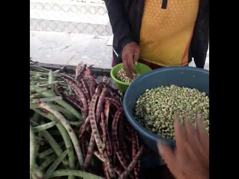 Feira de araruna PB #roça #maracujá #feijão com Daniel Bezerra da Silva porcos 