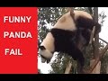 Funny Panda Compilation (Panda Fails) - DDOF