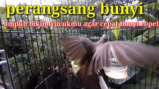 Download lagu Trucukan gacor SUARA PIKAT TRUCUKAN PALING AMPUH 2024 di jamin mendekat & ngumpul , ROPEL PANJANG mp3 Download lagu Trucukan gacor SUARA PIKAT TRUCUKAN PALING AMPUH 2024 di jamin mendekat & ngumpul , ROPEL PANJANG mp3