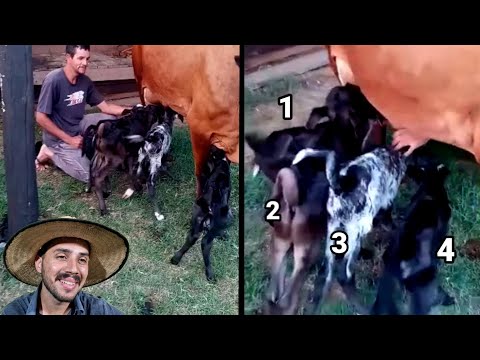 Cow gave birth to 4 at once and healthy