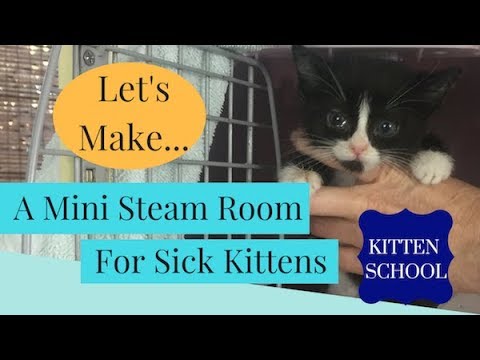 My Cat or Kitten Is Congested - What Can I Do? - YouTube