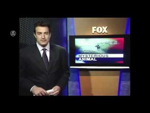 Chupacabra Caught on Tape   Police Footage