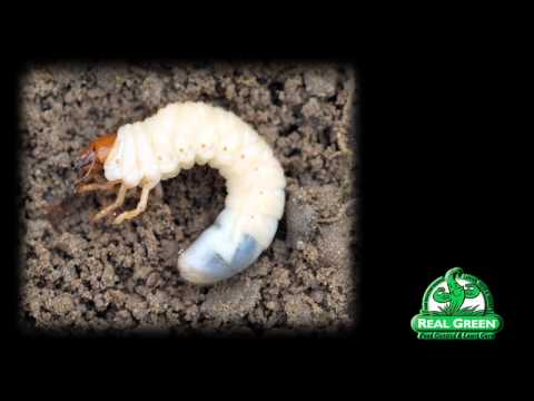 download lagu mp3 mp4 Grub Worm Treatment In Texas, download lagu Grub Worm Treatment In Texas gratis, unduh video klip Grub Worm Treatment In Texas