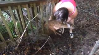 Bambi Rescue