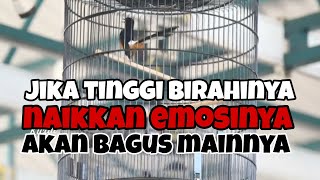 Download lagu Solution: If the magpie robin has high libido in the field, so that the bird will work optimally. mp3