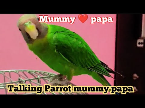 #89th#(1.3.2026)#lucky Mithu ki Masti #talkingparot #vural video 📷