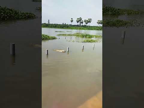 dog in swimming 🤣 @Street_Dog #shorts