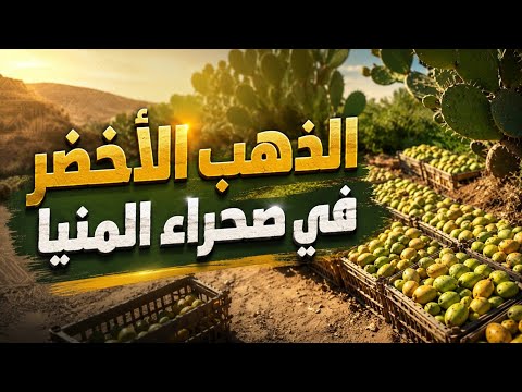 الذهب الأخضر بصحراء المنيا.. رحلة بين الأشواك وأرباح الملايين في مطاي |فيديو 