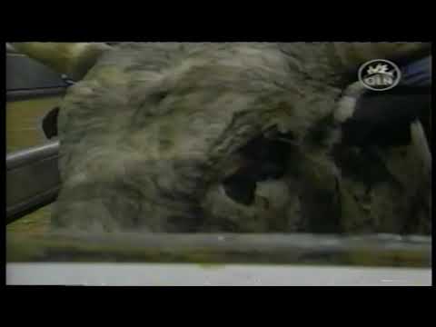 Werewolf bucks Jason Legler - 03 PBR Reno