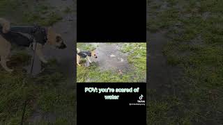Dog scared of water