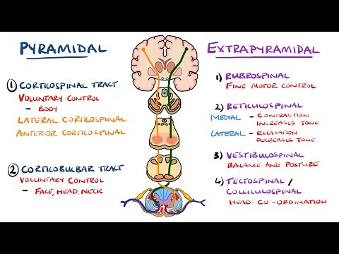 Seizures Seizure Types Generalized vs Focal Seizures Causes of Seizures Mnemonic