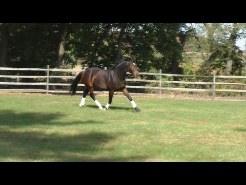 Intrepid ISF - Free Movement - SOLD