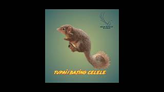 Download lagu tupai bajing celele cliling #masteranmuraibatu #shorts #fyp mp3